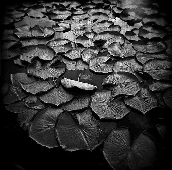 Lily Pads Congress Lake Ohio