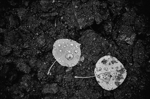 Aspen Leaves and Raindrops