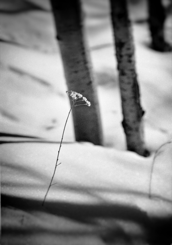 Single Plant in Snow 