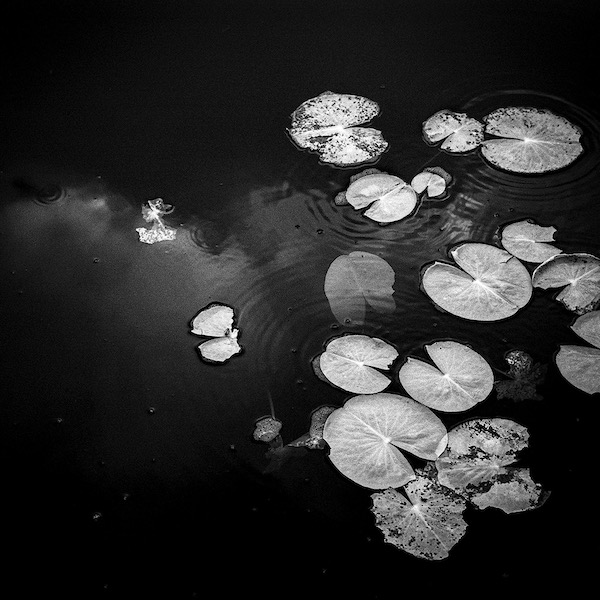 Lily Pads on a Pond Guatemala