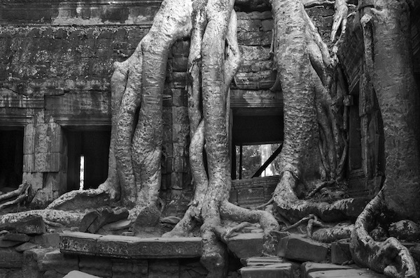 The Prohm Massive Roots Anghor Wat Cambodia