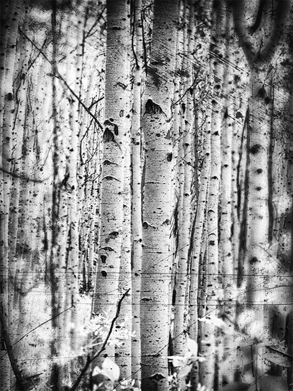 Aspens in a Dream