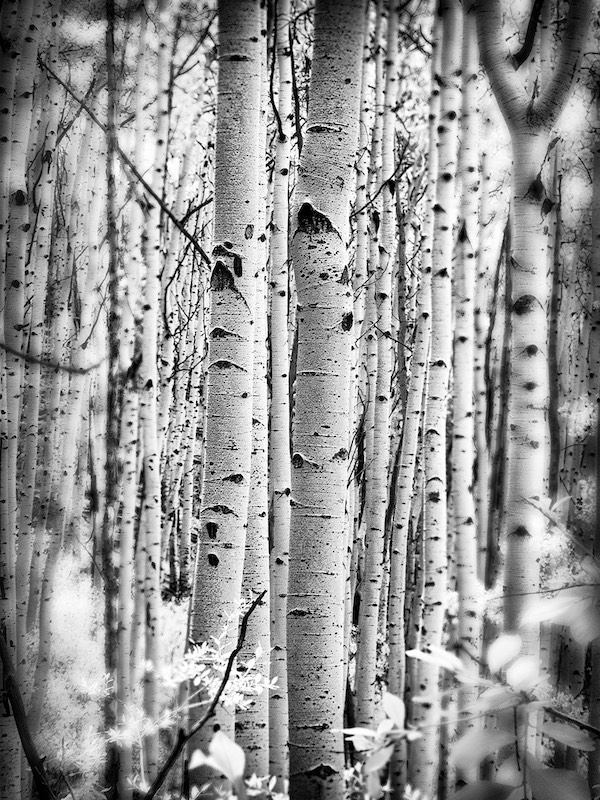 Aspens 