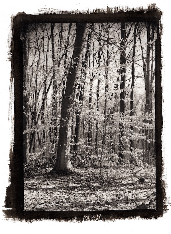 Trees on Trail