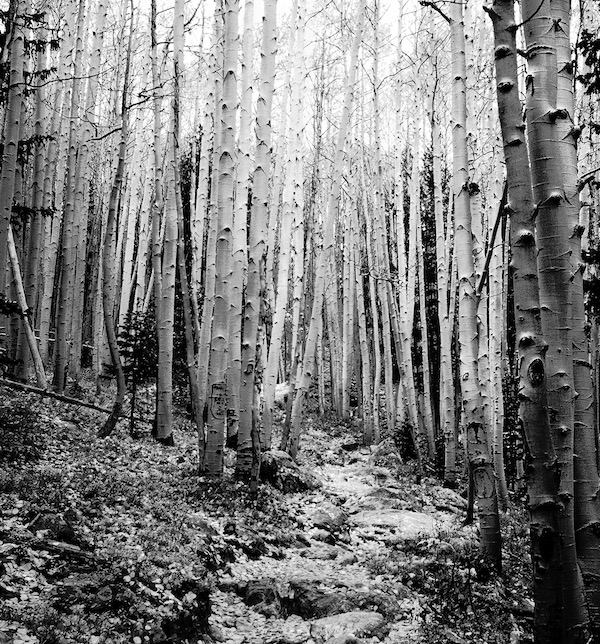 Aspens #3