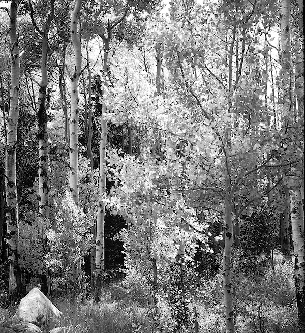 Aspens at Trailhead