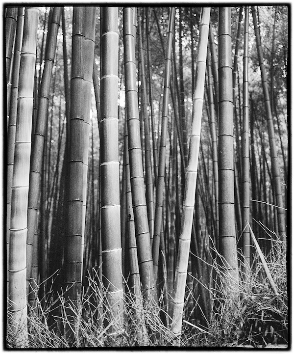 Bamboos on Trail Japan