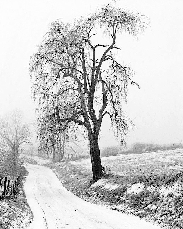 Winter Tree on the Farm Road