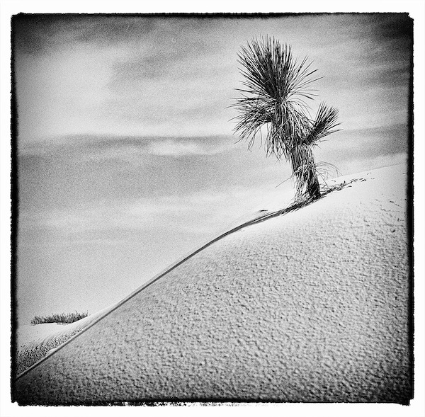 Cactus at  White Sands